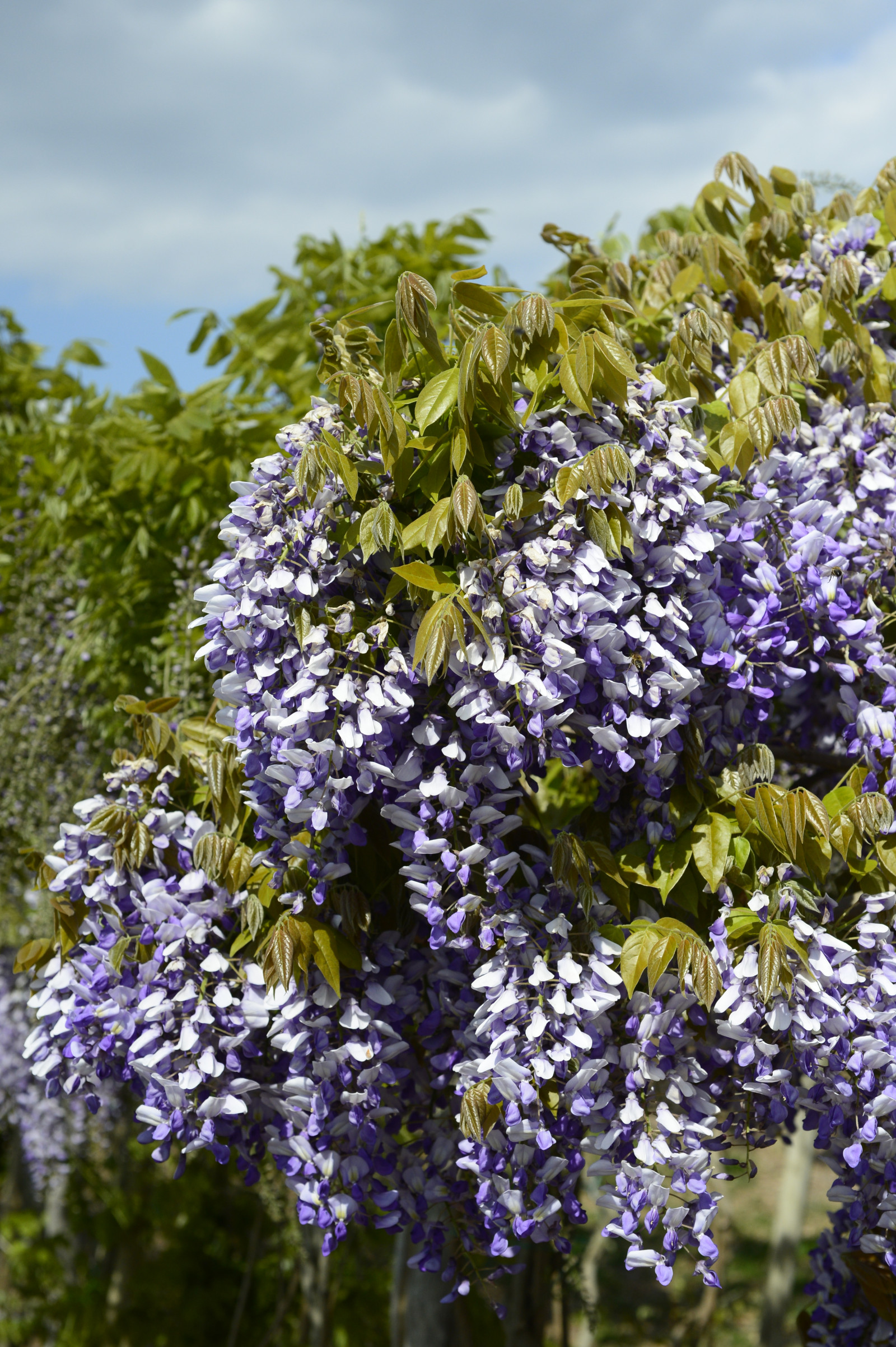 Wisteria GRANDE DIVA® NATHALIE, fot. mat. pras. ©Hortival Diffusion