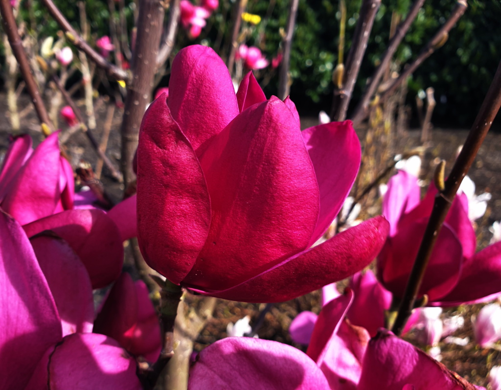 Magnolia Pink Pyramide - kwiaty, fot. Plantipp BV